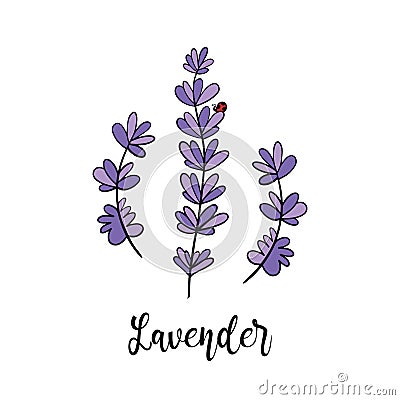 Cute doodle, hand draw vector illustration with flowering lavender branches Vector Illustration