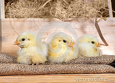 Cute downy newborn chickens on hay in a wooden box. Easter scene Stock Photo