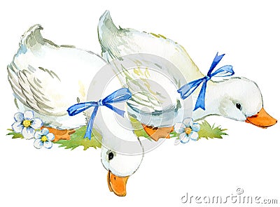 Cute duck. domestic farm bird watercolor illustration. Cartoon Illustration