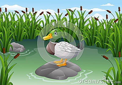 Cute duck on the rock Vector Illustration