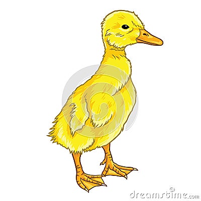 Duckling Cartoon Vector Vector Illustration