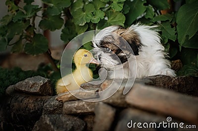 cute duckling and puppy friendship baby animals Stock Photo