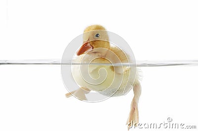 Cute duckling swimming Stock Photo