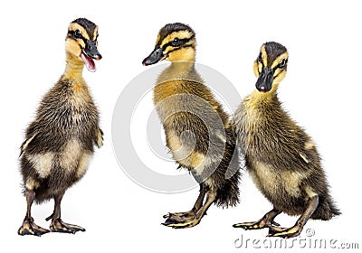 Cute ducklings Stock Photo