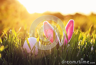 Easter scene with pink rabbit ears and egg sticking out of green juicy grass in spring meadow Stock Photo