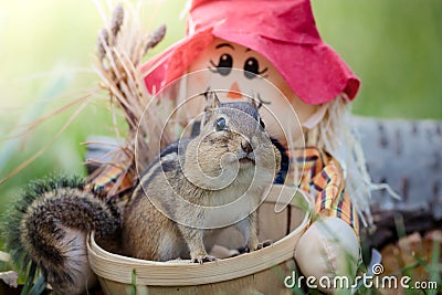 Cute Eastern Chipmunk in basket in an Autumn seasonal scene Stock Photo