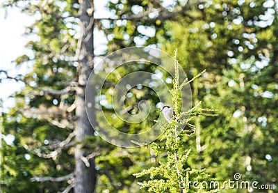 cute Eastern Phoebe resting on the small tree. Stock Photo