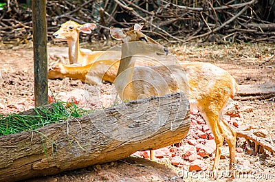 Cute eld`s deer Rucervus eldii waiting for get feeding. Stock Photo