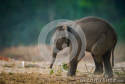 A cute elephant baby tusker portrait Stock Photo