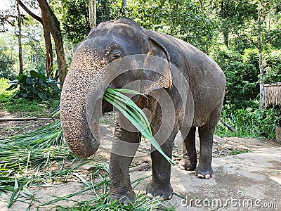 Cute elephant holding green leaves with the trunk walking in the reserve Stock Photo