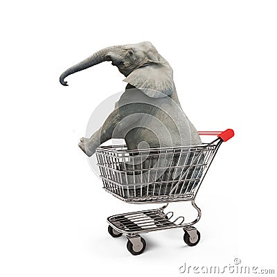 Cute elephant sitting in the shopping cart Stock Photo