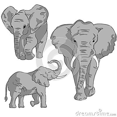 Sketches of elephant on white background. Set of in color elephants. Vector Illustration
