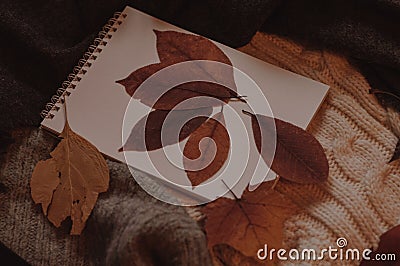 Cute empty notebook for education and autumn leaves Stock Photo