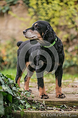 Cute English black and tan cocker spaniel Stock Photo