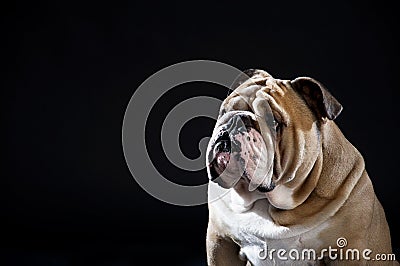 Cute English Bulldog portrait isolated Stock Photo