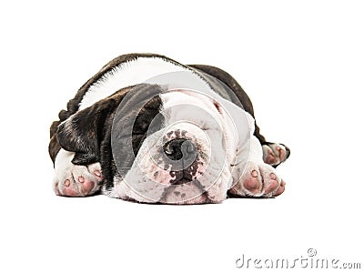 Cute english bulldog puppy dog sound asleep with eyes closed Stock Photo