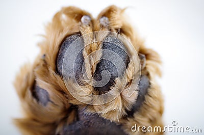 Cute English Cocker Spaniel puppy in front of a Stock Photo