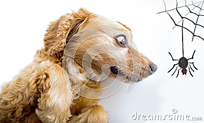 Cute English Cocker Spaniel puppy looking scared Stock Photo