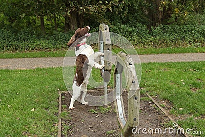 A cute English Springer Spaniel Dog Canis lupus familiaris attempting agility. Stock Photo