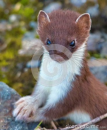 A Cute Ermine Stock Photo