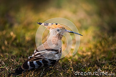 Cute Eurasian Hoopoe Stock Photo