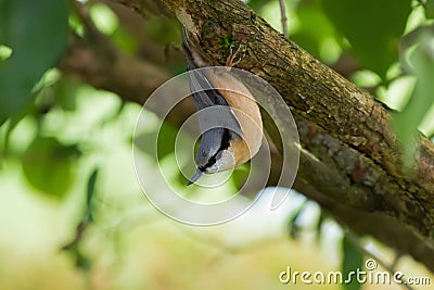 Cute Eurasian wood Nuthatch bird perching on tree branch upside-down, Autumn in Austria, Europe Stock Photo