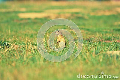 Cute European ground squirrel. Lovely gnawer feeding in grass& x28;Spermophilus citellus& x29; Stock Photo