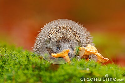 Cute European Hedgehog, Erinaceus europaeus, eating orange mushroom in the green moss. Funny image from nature. Wildlife forest wi Stock Photo