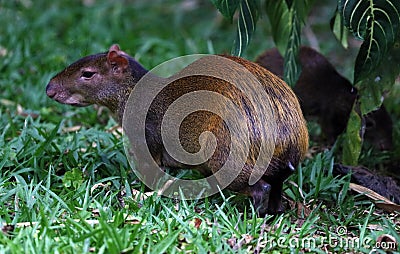 Cute exotic agouti little mammal rodent from Central south america in Costa Rica Stock Photo