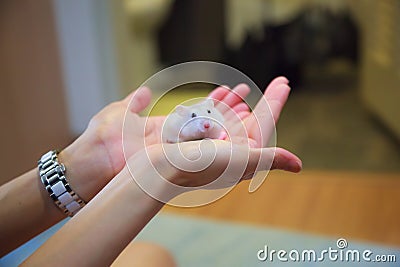 Cute Exotic Female Winter White Dwarf Hamster standing on owner palm hands. Winter White Hamster is known as Winter White Dwarf, D Stock Photo
