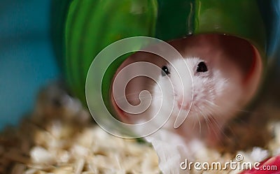 Cute Exotic Winter White Dwarf Hamster looking sad and lonely, feeling and emotion concept, begging for pet food. Winter White Stock Photo