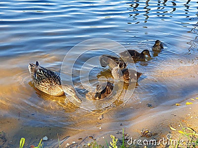 Cute family ducks in lake Stock Photo