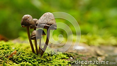 A cute family of mushrooms. Stock Photo