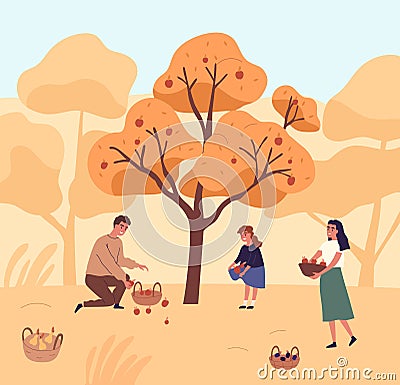 Cute family picking apples in garden vector flat illustration. Happy mother, father and daughter gathering fruits from Vector Illustration