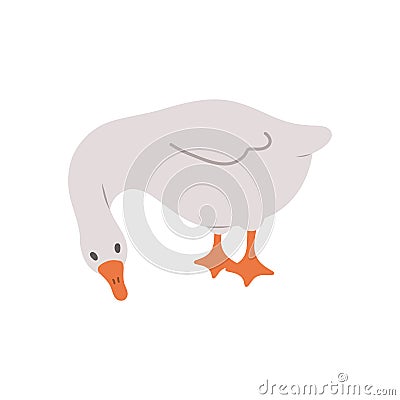 Cute farm goose. Domestic duck on white background. Agriculture bird. Village wildlife. Perfect for logo, greeting card Vector Illustration