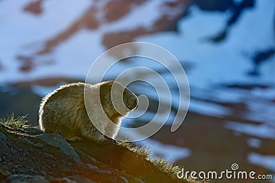 Cute fat animal Marmot, sitting in the grass with nature rock mountain habitat, Alp, Italy. Wildlife scene from wild nature. Funny Stock Photo