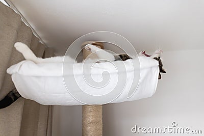 Happy cat laying in hammock on scratching post under the ceiling Stock Photo