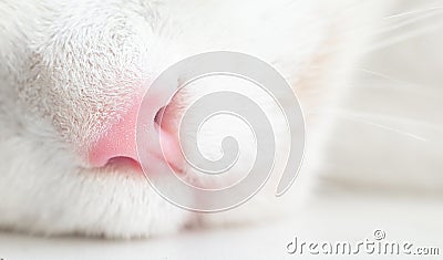 Cute feline pink nose macro close-up, White cat, kitten with a mustache. Great concept for greeting Stock Photo