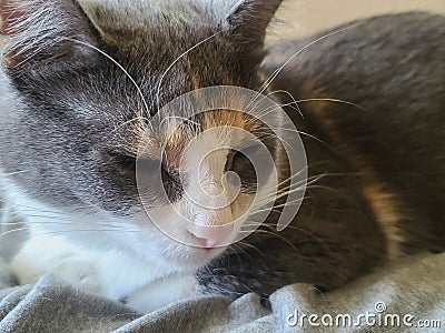 Cute female Calico cat looks like kitten that is sleepy Stock Photo