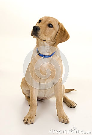 Cute Female Labrador Puppy Stock Photo