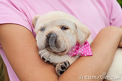 Cute female labrador puppy dog lying in young girl arms Stock Photo