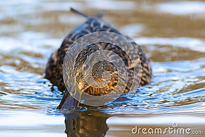 cute female mallard on water surface Stock Photo