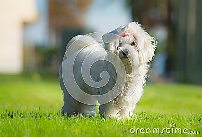 A cute female maltese dog Stock Photo