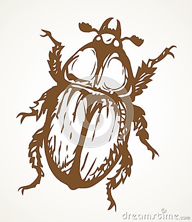 Chafer. Vector drawing of a big beetle Vector Illustration