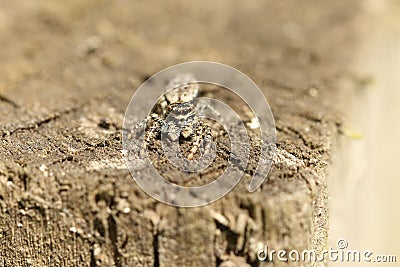 A cute Fence-Post Jumping Spider Marpissa muscosa on a wooden fence hunting for insects. Stock Photo