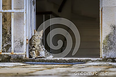 Cute feral alley mama cat feeding the baby kitten in Budva medieval Old Town outside an old house in Montenegro, Balkans Stock Photo