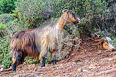 A cute feral goat near Faralya Village in the foothills of Babadag in Fethiye. Stock Photo