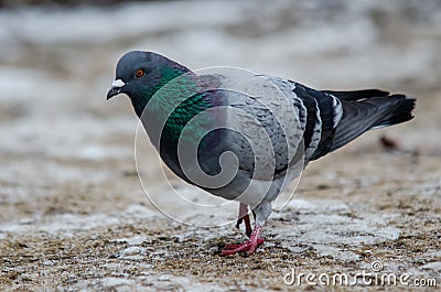 Cute feral pigeon looking for food on a frozen ground in the park Stock Photo
