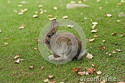 Cute feral rabbit Stock Photo