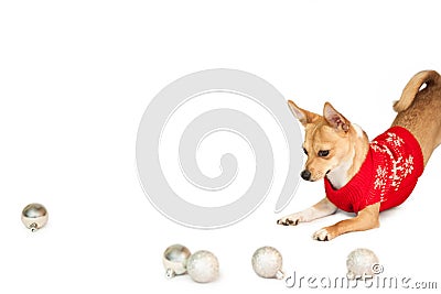 Cute festive dog with baubles Stock Photo